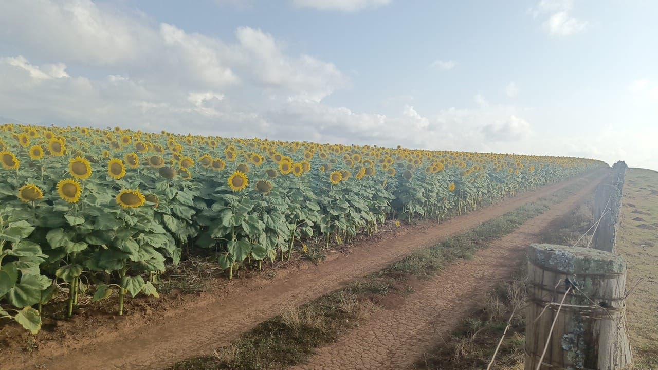 Canola Field